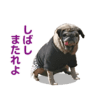 パグのもい スタンぷぅ～（個別スタンプ：17）