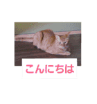 まはにゃんず（個別スタンプ：2）
