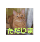 まはにゃんず（個別スタンプ：5）