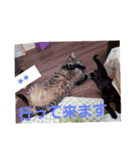 まはにゃんず（個別スタンプ：6）