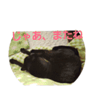 まはにゃんず（個別スタンプ：9）