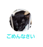 まはにゃんず（個別スタンプ：10）