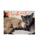 まはにゃんず（個別スタンプ：11）