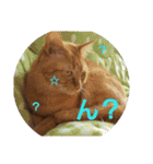 まはにゃんず（個別スタンプ：14）