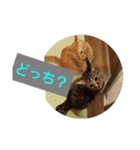 まはにゃんず（個別スタンプ：15）