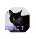 まはにゃんず（個別スタンプ：19）