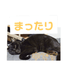 まはにゃんず（個別スタンプ：20）