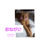 まはにゃんず（個別スタンプ：22）
