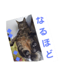 まはにゃんず（個別スタンプ：26）