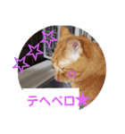 まはにゃんず（個別スタンプ：30）