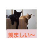 まはにゃんず（個別スタンプ：34）