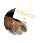 まはにゃんず（個別スタンプ：35）