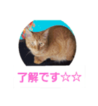 まはにゃんず（個別スタンプ：36）