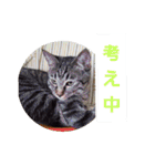 まはにゃんず（個別スタンプ：37）