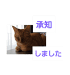 まはにゃんず（個別スタンプ：38）