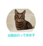 まはにゃんず（個別スタンプ：39）