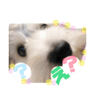 はぴさん（個別スタンプ：1）