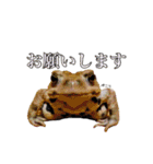 みんなのカエルスタンプ（個別スタンプ：6）
