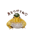 みんなのカエルスタンプ（個別スタンプ：21）