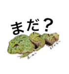みんなのカエルスタンプ（個別スタンプ：24）
