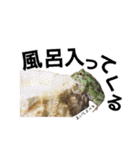 みんなのカエルスタンプ（個別スタンプ：37）