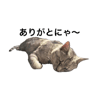 猫好きスタンプだにゃ〜（個別スタンプ：2）
