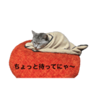 猫好きスタンプだにゃ〜（個別スタンプ：8）
