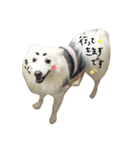 おスピくんとひつじちゃん（個別スタンプ：1）