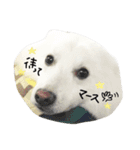 おスピくんとひつじちゃん（個別スタンプ：3）
