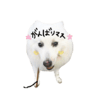 おスピくんとひつじちゃん（個別スタンプ：4）