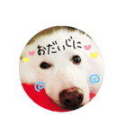 おスピくんとひつじちゃん（個別スタンプ：12）