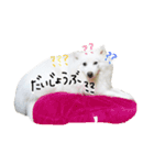 おスピくんとひつじちゃん（個別スタンプ：14）