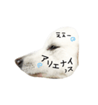 おスピくんとひつじちゃん（個別スタンプ：17）