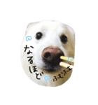 おスピくんとひつじちゃん（個別スタンプ：28）