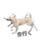 犬と猫との幸せな人生（個別スタンプ：1）