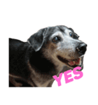 犬と猫との幸せな人生（個別スタンプ：2）