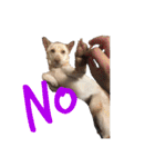 犬と猫との幸せな人生（個別スタンプ：3）