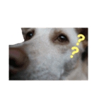 犬と猫との幸せな人生（個別スタンプ：4）