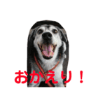 犬と猫との幸せな人生（個別スタンプ：7）