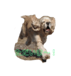 犬と猫との幸せな人生（個別スタンプ：8）