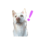 犬と猫との幸せな人生（個別スタンプ：9）