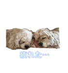 犬と猫との幸せな人生（個別スタンプ：11）
