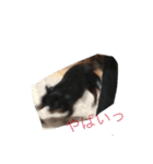 犬と猫との幸せな人生（個別スタンプ：12）