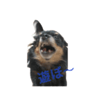 犬と猫との幸せな人生（個別スタンプ：14）