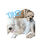 犬と猫との幸せな人生（個別スタンプ：15）