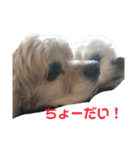 犬と猫との幸せな人生（個別スタンプ：18）
