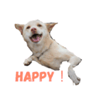 犬と猫との幸せな人生（個別スタンプ：19）