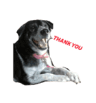 犬と猫との幸せな人生（個別スタンプ：20）