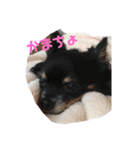 犬と猫との幸せな人生（個別スタンプ：21）
