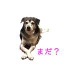犬と猫との幸せな人生（個別スタンプ：22）